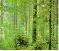 Veranstaltungsbild Schnitzeljagd im Wald